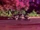 Allentown Motorcycle crash